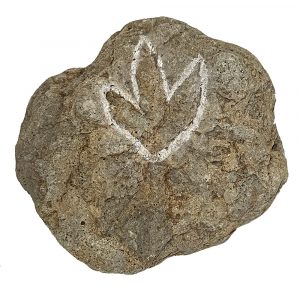 a fossil footprint preserved in a stone boulder